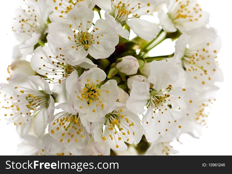 Cherry blossom isolated on white background. macro