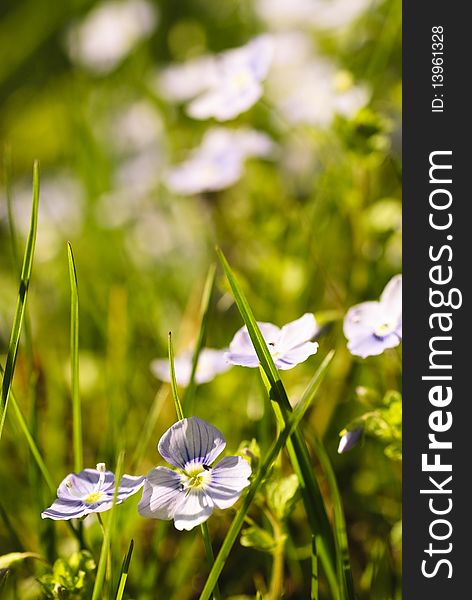 Look-up-and-kiss-me flowers in grass. Close up, shallow deep of field