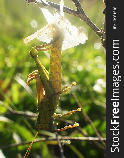 Grasshopper changes skin at Teluk Ketapang, Seberang Takir, Kuala Terengganu, Terengganu, Malaysia