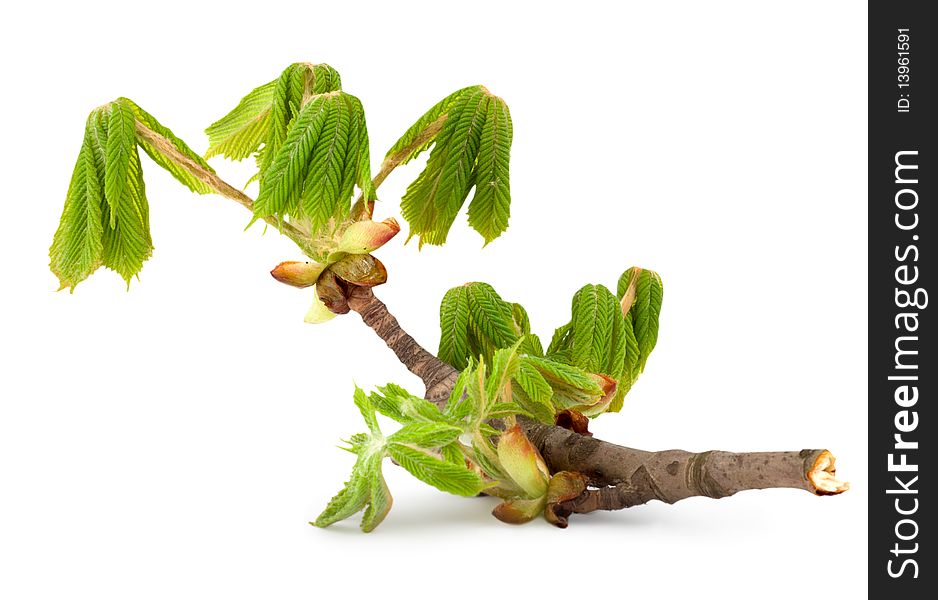 Branch of chestnut