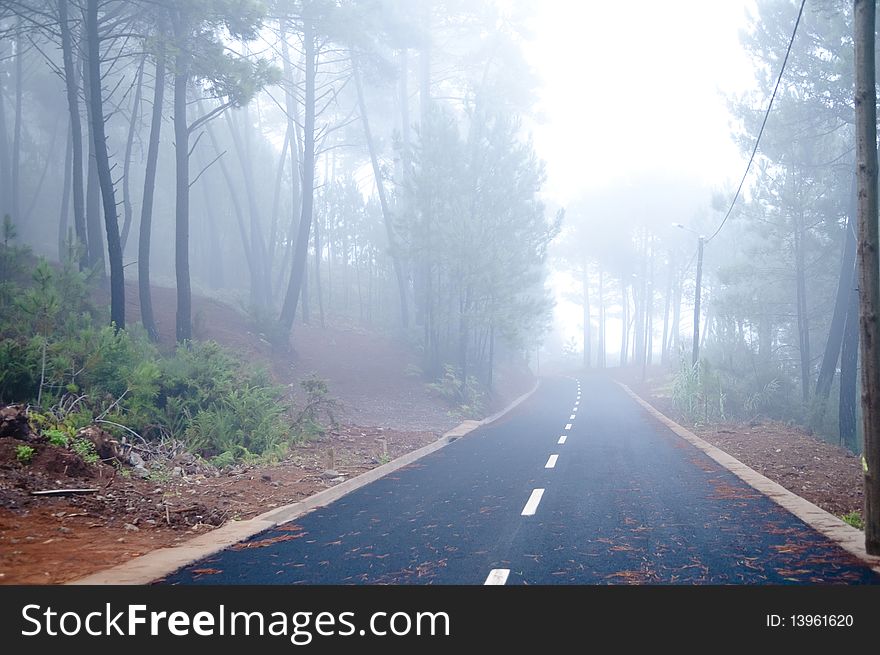 Fog In Forest