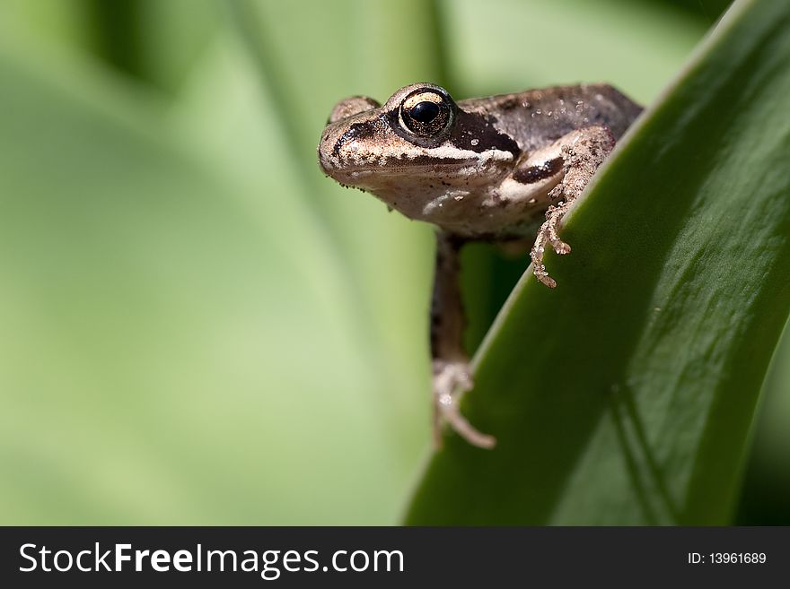 A young frog on a plant leaf. A young frog on a plant leaf