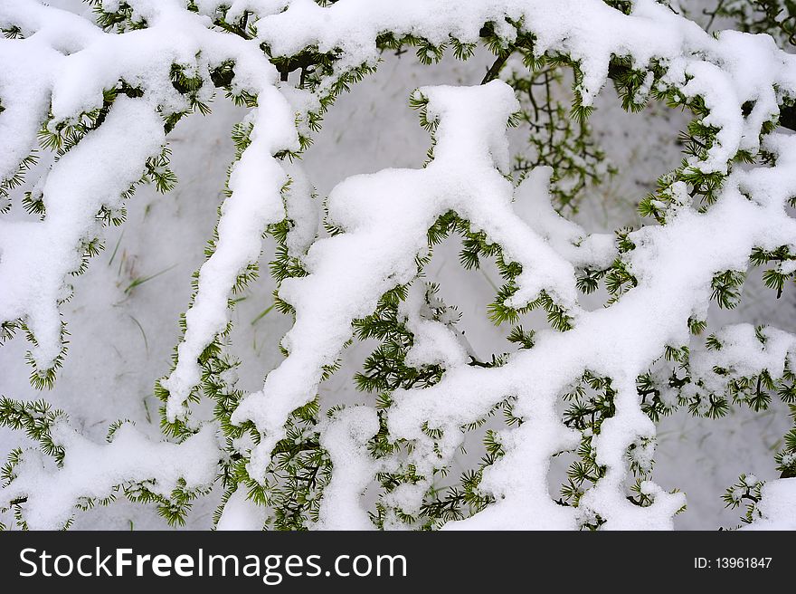 Close up of the snow-covered branches of a pine tree. Natural abstract, suitable as a background. Close up of the snow-covered branches of a pine tree. Natural abstract, suitable as a background