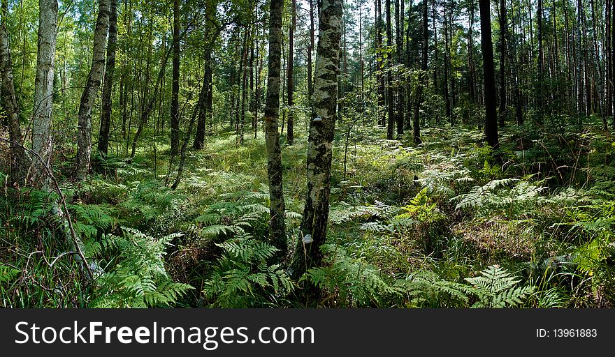 Forest in sunlight, panoramic image