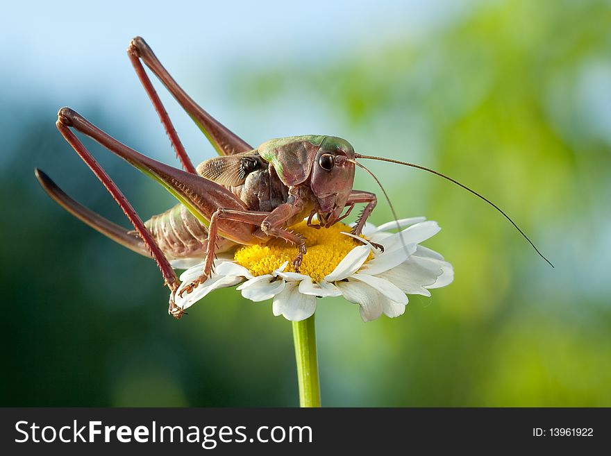 Big brown grasshopper sits on a high chamomile. Big brown grasshopper sits on a high chamomile