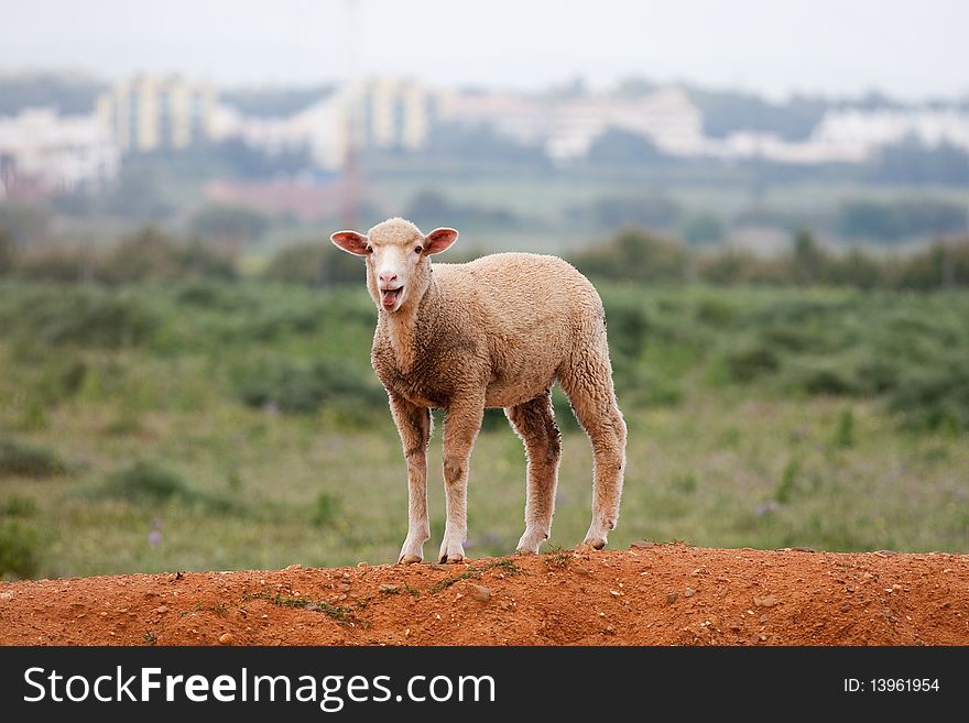 A domestic sheep looking at the camera