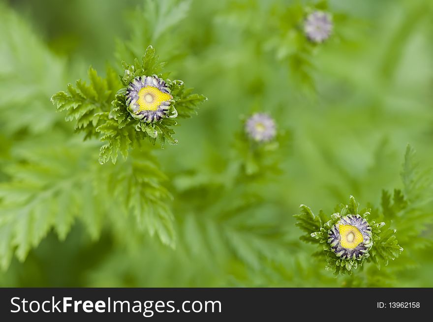 Wild daisies in the green grass.