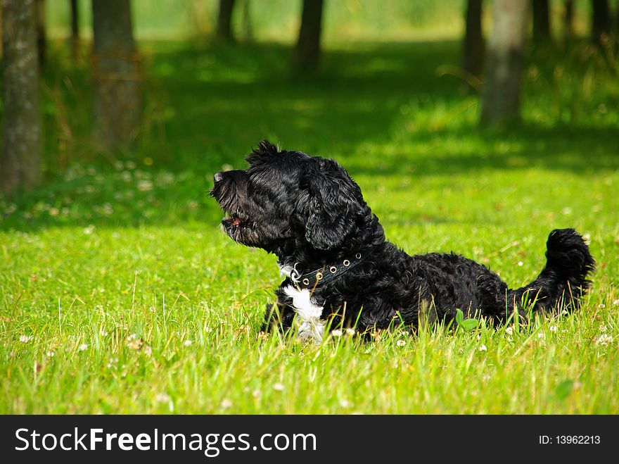 Black dog in a green grass