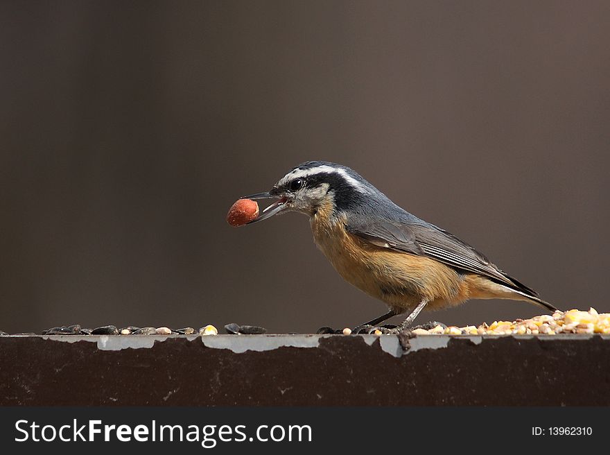 A Red-breasted Nuthatch in feedingï¼Œtaken in edmonton canada