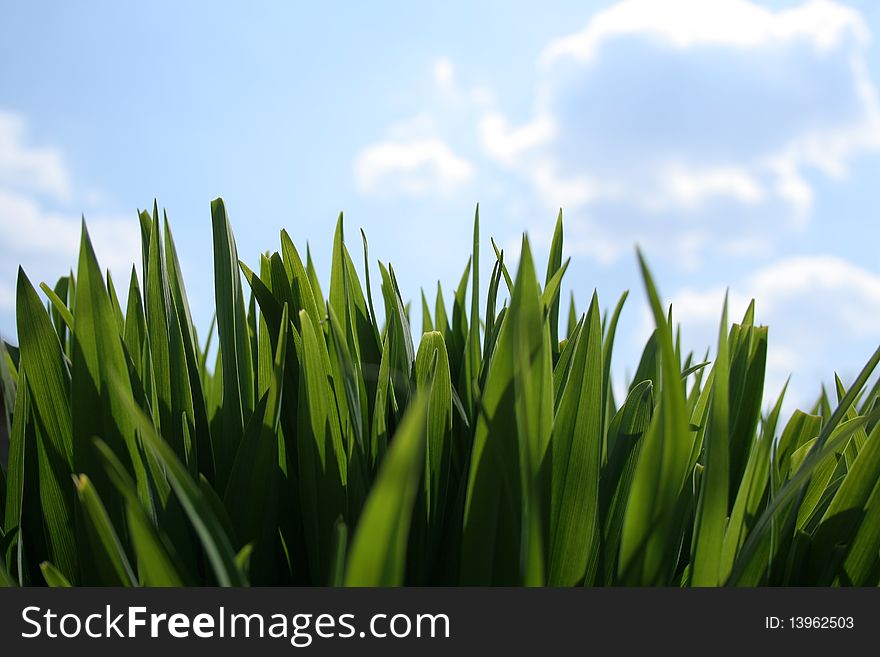 Grass and clouds