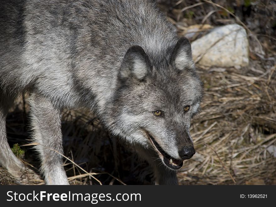 A female wolf in the Canadian Rokies