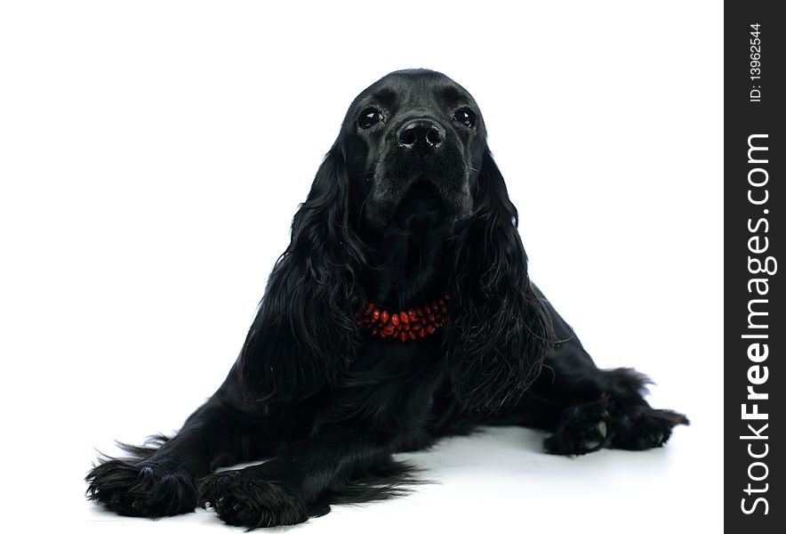 Cocker Spaniel Breed sitting in front of a white background