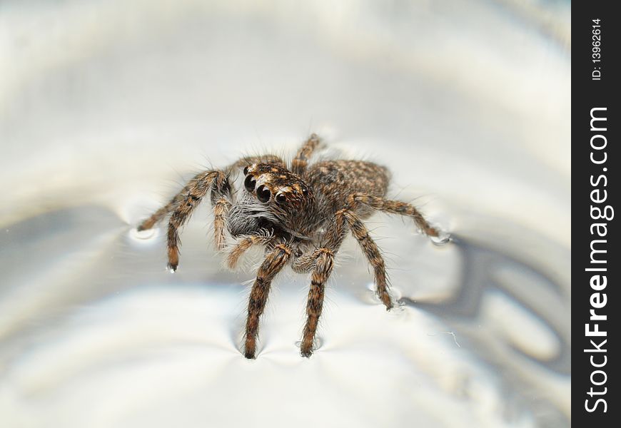 Little spider on water surface looking at you, macro piture, big eyes of spider