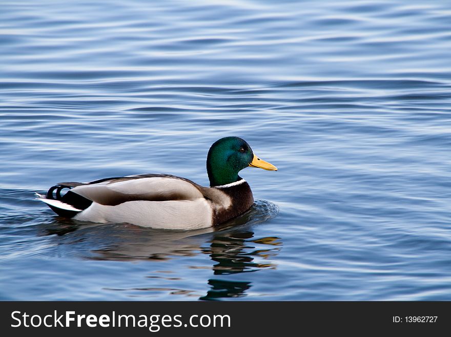 Duck swimming on blue water.