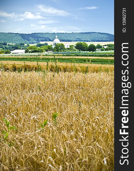 A wheat field on a village background. A wheat field on a village background