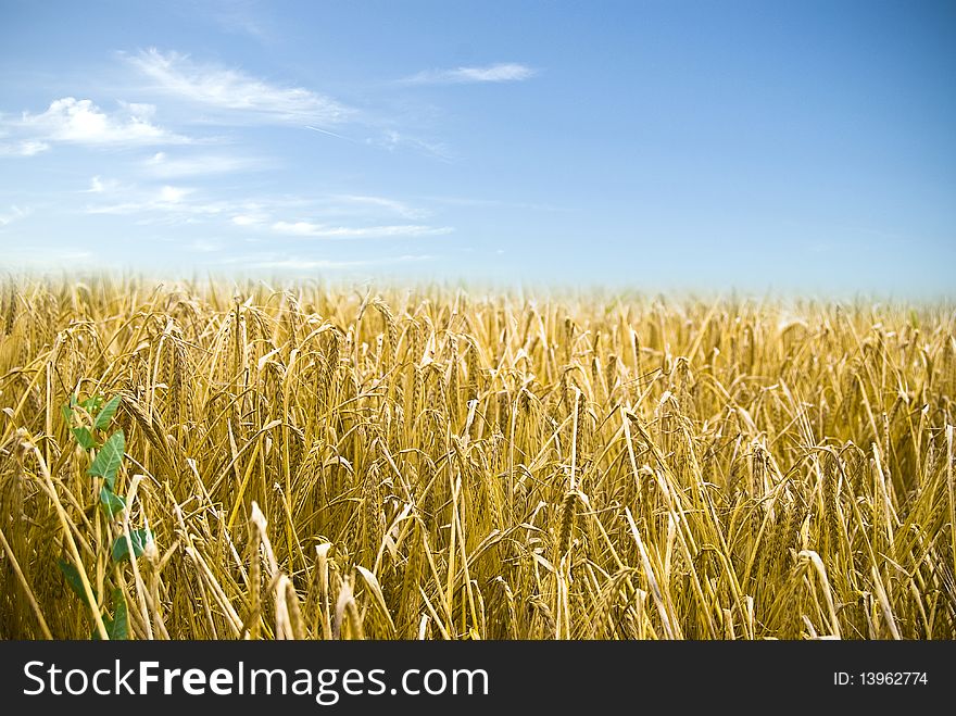 A wheat field under a blue sky background. A wheat field under a blue sky background