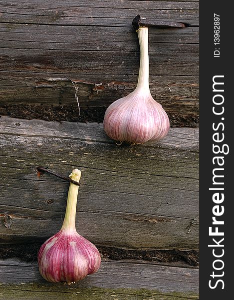 Two Garlic Bulbs On The Wooden Wall