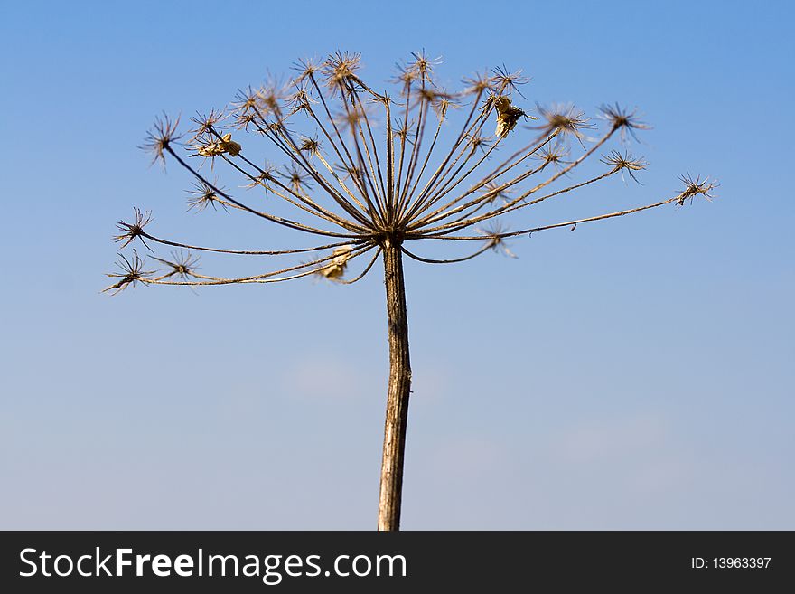 Dry angelica plant on blue sky