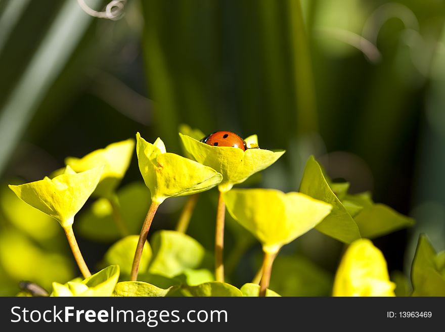 Ladybug on a green leaf