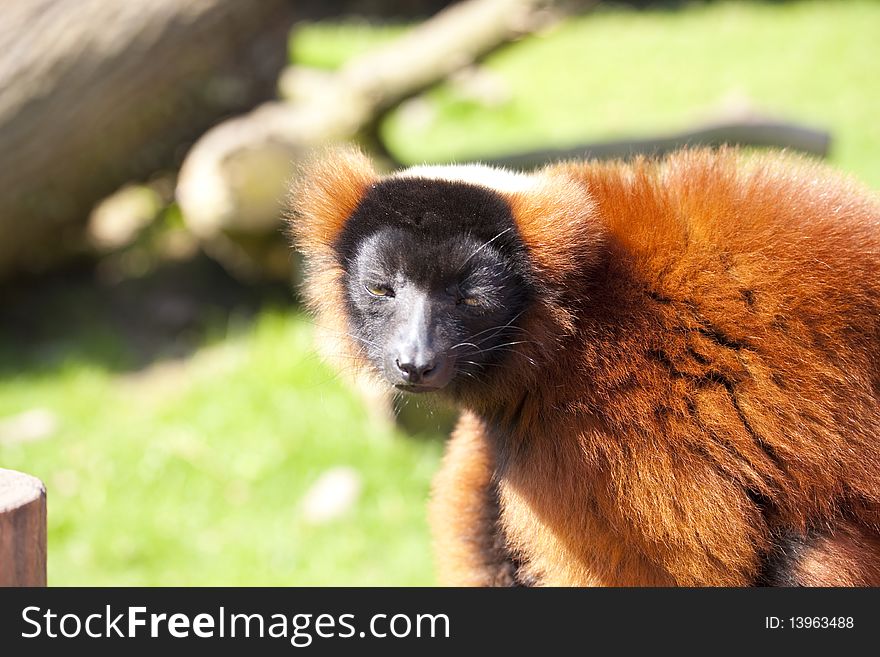 Red ruffed lemur is looking at you