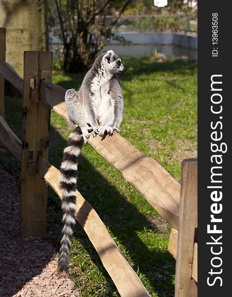 Ring tailed lemur is relaxing in the sun
