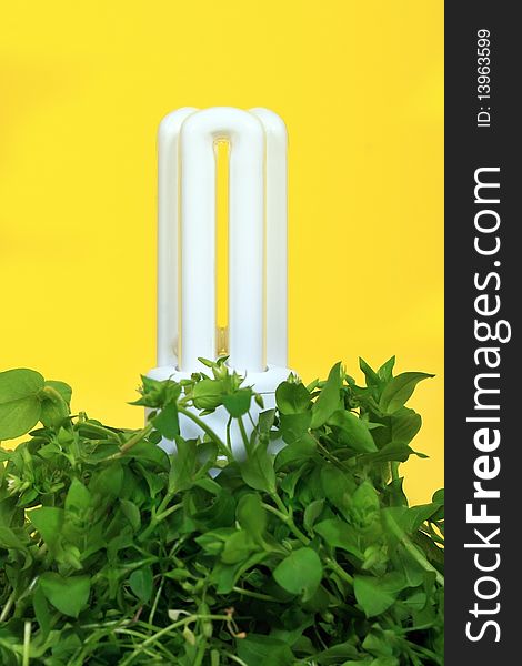Energy saving lamp with green seedlings of yellow