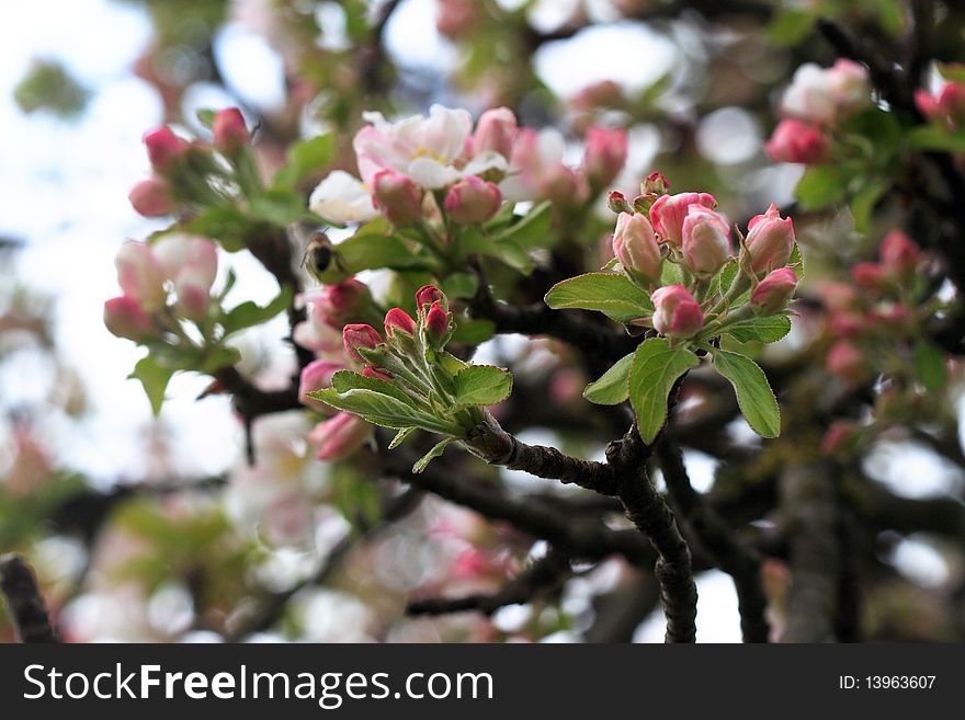 Blossomed apple tree close-up