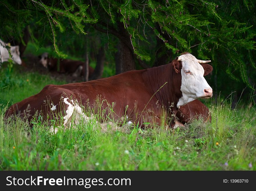 A cow in a prairie - france in the alps -