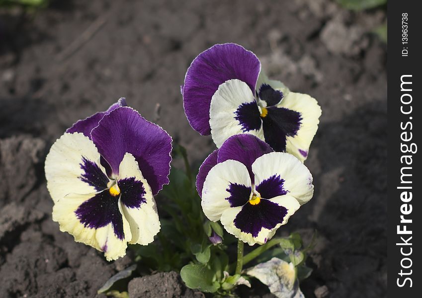 Three small flowers at the beginning of the spring.