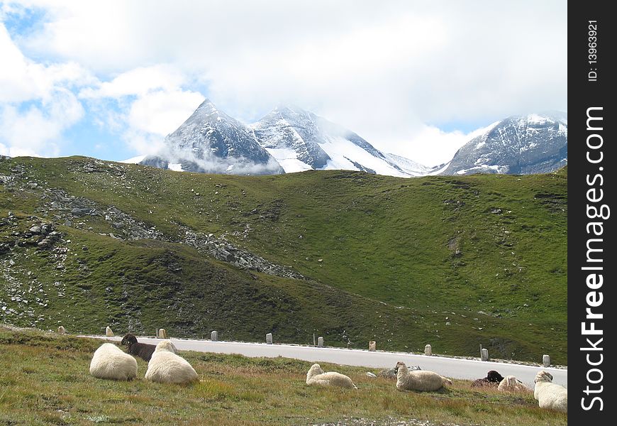 Sheep lying on the grass in the Austrian alps. Sheep lying on the grass in the Austrian alps