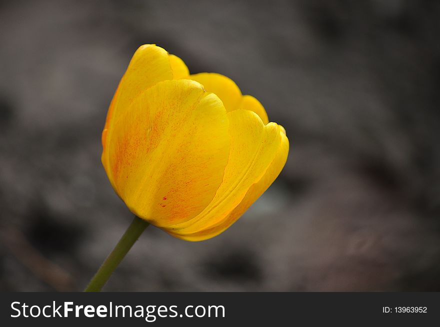 The yellow tulip in the garden.