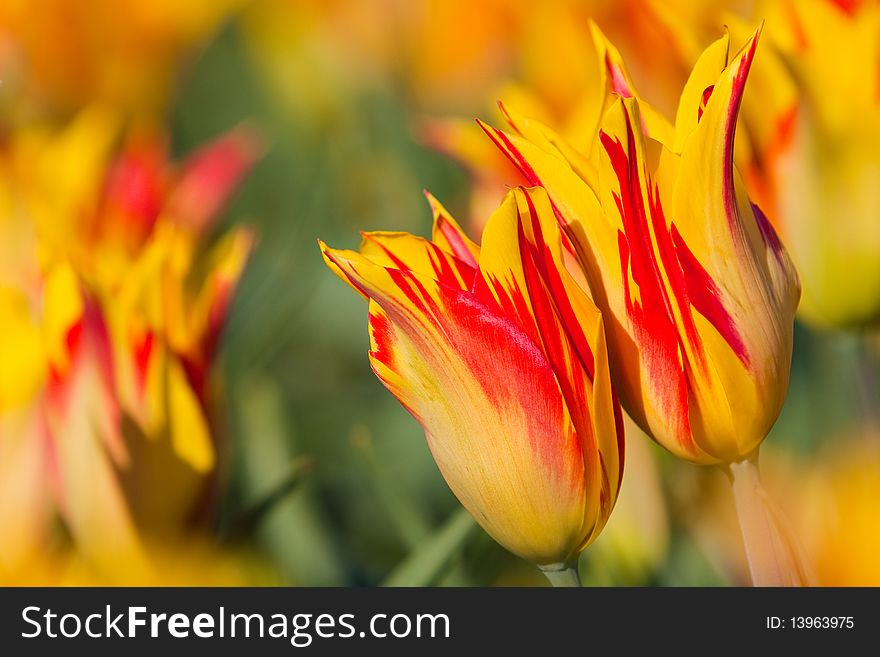 Red with yellow tulips in a field. Close shot