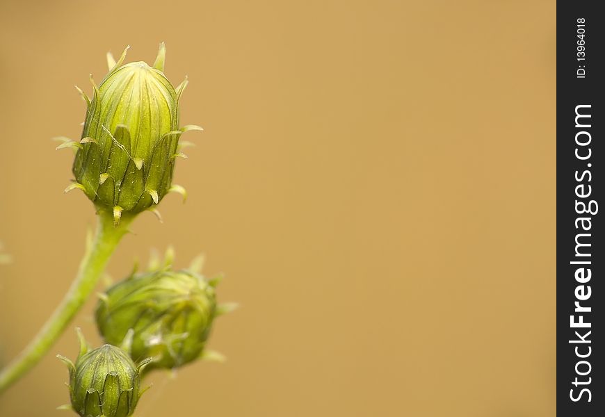 Flower. Buds of yellow flowers ordinary sow-thistle (sonchurus arvensis) in front of blooming