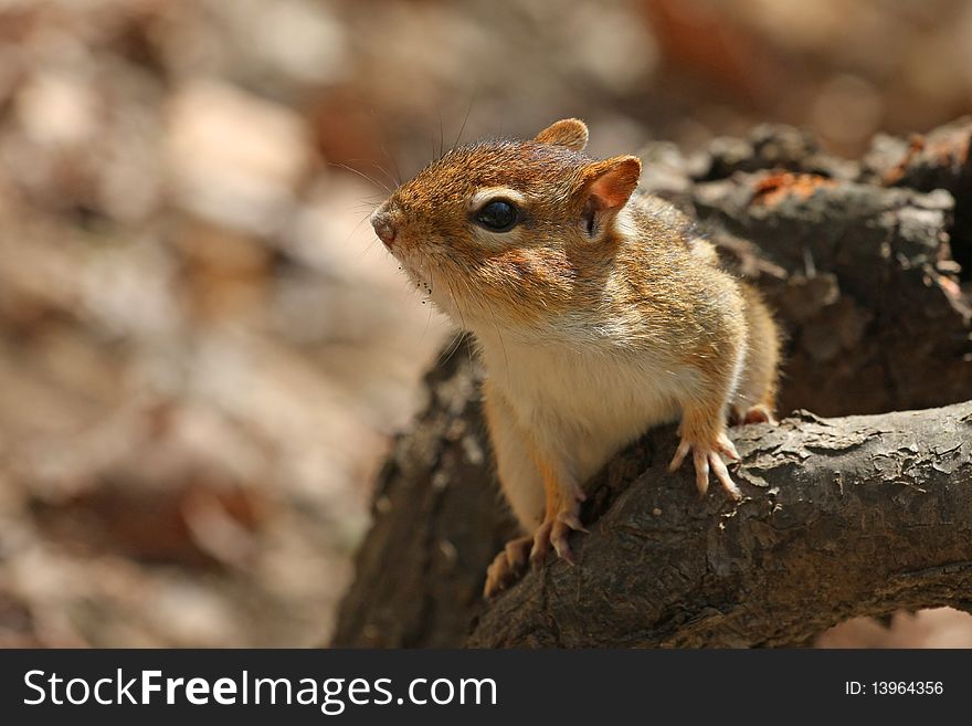 Chipmunk On Dead Branch In Sun