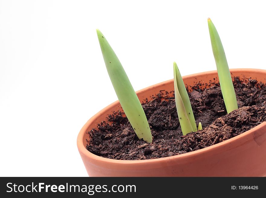 Tulips growing in a flower pot. Tulips growing in a flower pot