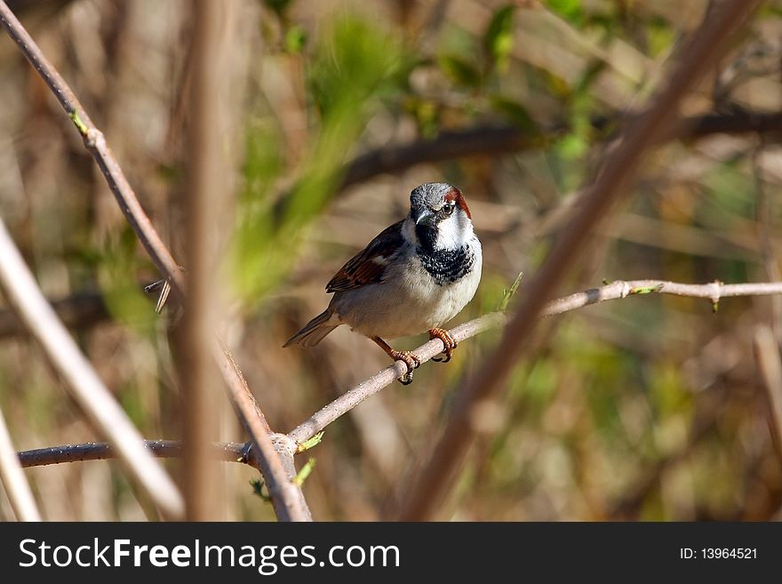 House Sparrow Male