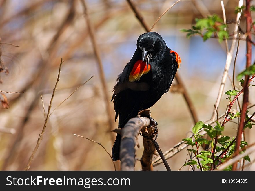 Red-winged Blackbird Male