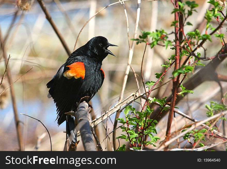 Red-winged Blackbird Male