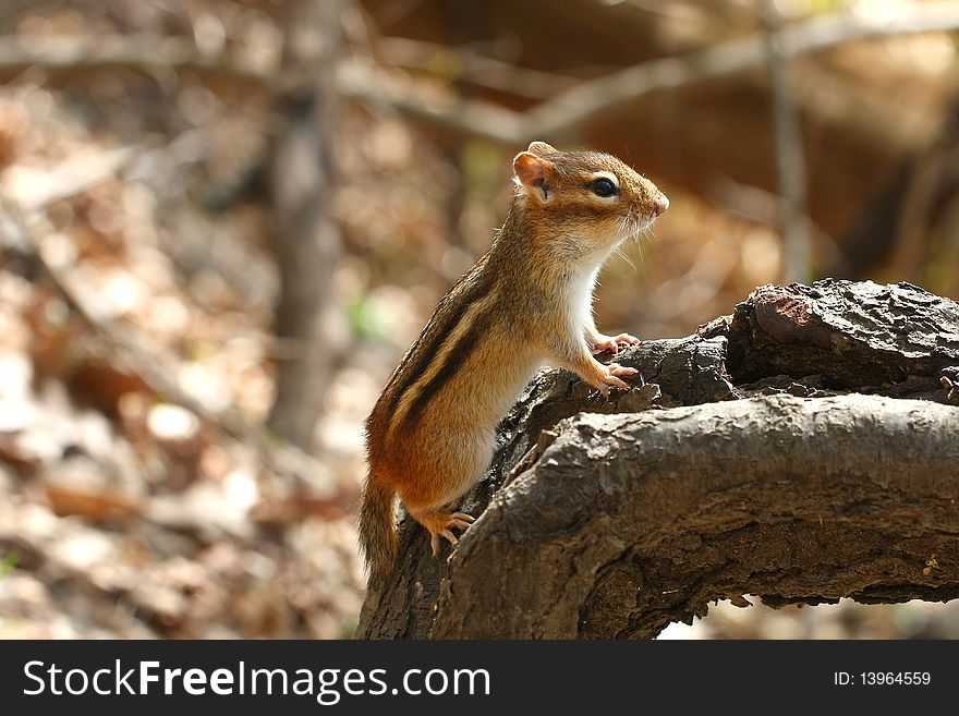 Chipmunk On Dead Tree In Afternoon Sun