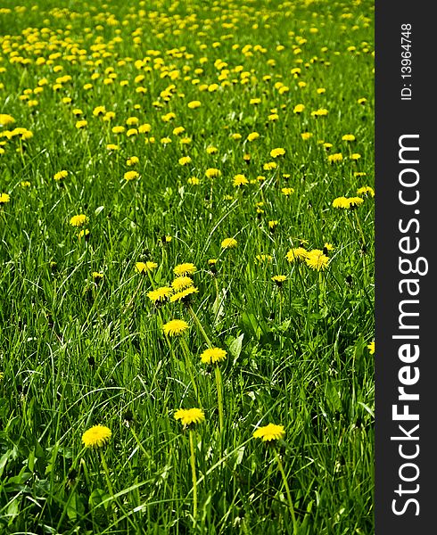 A field of dandelions on a background of grass