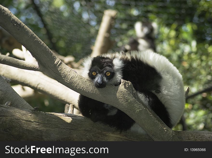 lemur is an animal from madacascar