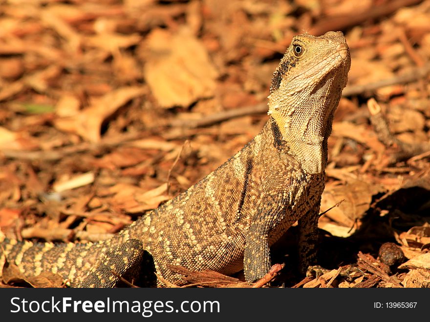 Australian Dragon Lizard on bushland floor.