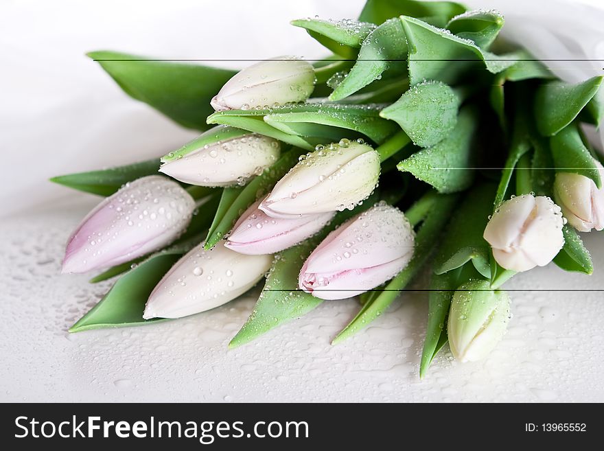 Freshness white-pink tulips with drops