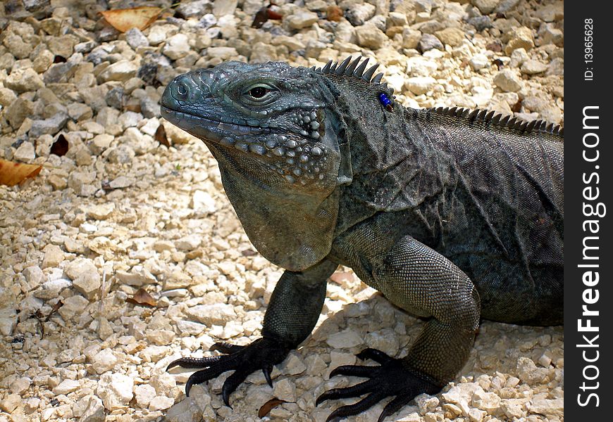 An endangered blue iguana that lives in the Caribbean.