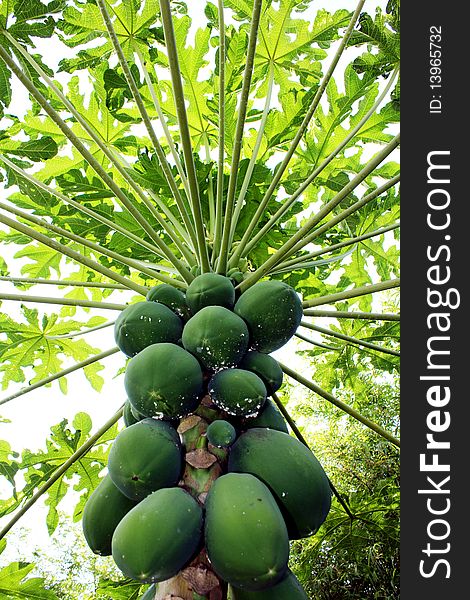 Papaya Tree with exotic green fruits
