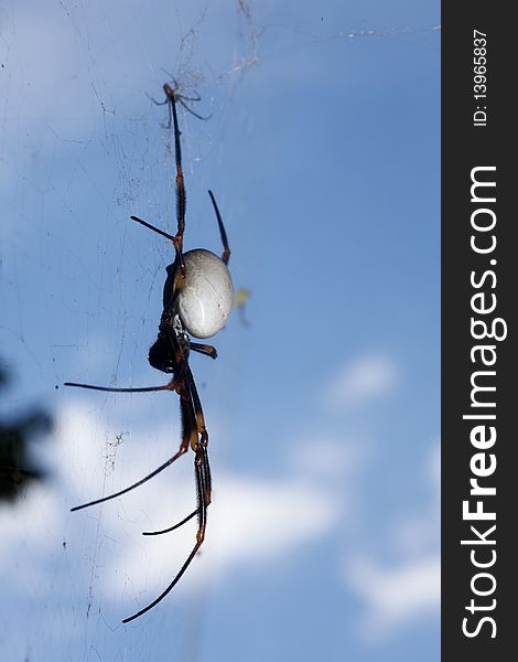 Closeup of a Goldern Orb Spider in web with baby. Closeup of a Goldern Orb Spider in web with baby