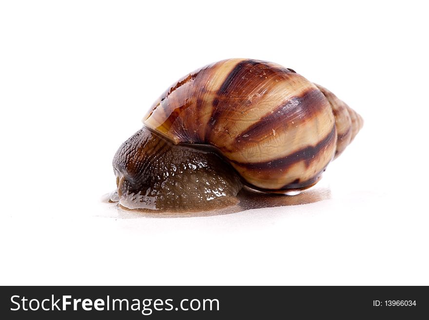 Close up shot of live snail isolated on white background. Close up shot of live snail isolated on white background