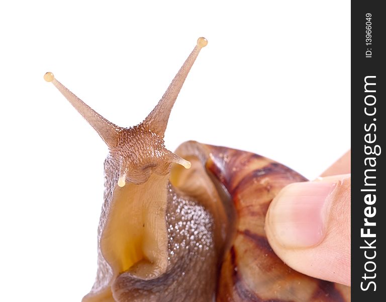 Close up shot of live snail isolated on white background. Close up shot of live snail isolated on white background