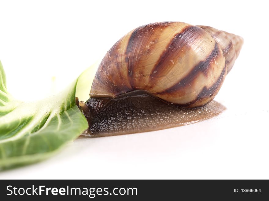 Close up shot of live snail isolated on white background. Close up shot of live snail isolated on white background