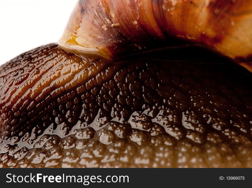 Close up shot of live snail isolated on white background. Close up shot of live snail isolated on white background